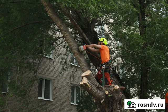 Спил, Снос, обрезка деревьев Томск - изображение 1