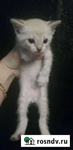 Снежный барс в миниатюре Екатеринбург - изображение 1