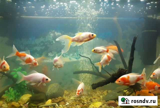 Карась Камета Чехов - изображение 1