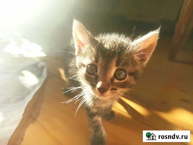 Продам котят в добрые руки приучены к лотку Куровское - изображение 1