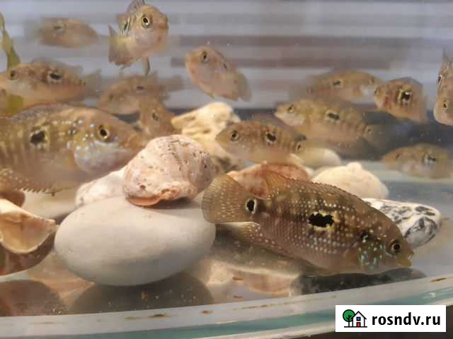 Пчелка Глубокий - изображение 1