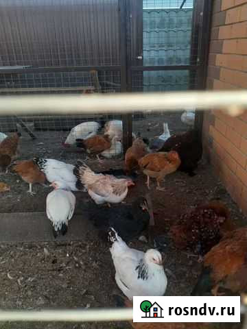 Инкубационное яйцо Белоомут - изображение 1