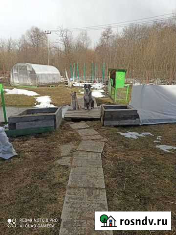 Алабай в дар Дмитров - изображение 1