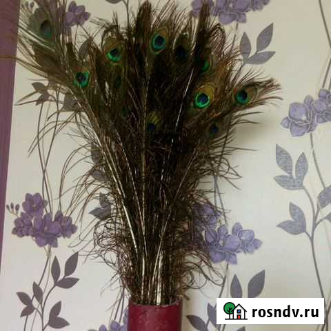 Павлиньи перья Ульяновск - изображение 1