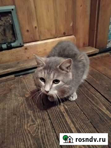 Кот Санкт-Петербург - изображение 1