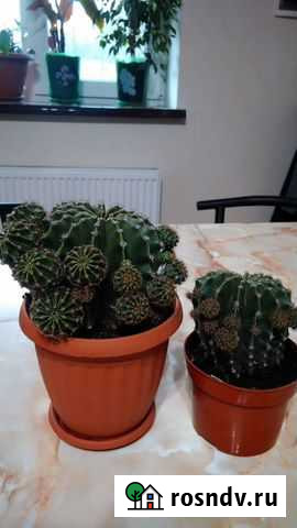 Кактус Евпатория - изображение 1