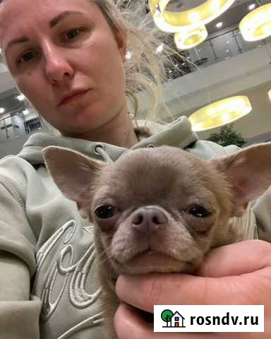 Вязка кобель чихуахуа Москва - изображение 1