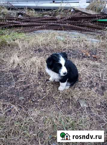 Собака Алексеевка - изображение 1