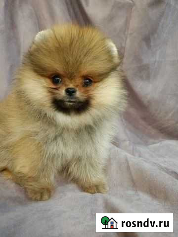 Шпиц Владимир - изображение 1