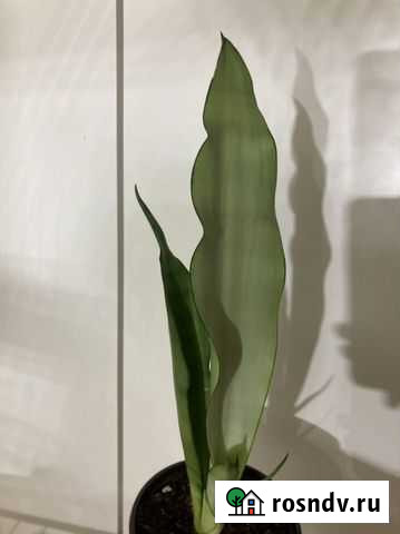 Сансевиерия муншайн Набережные Челны - изображение 1