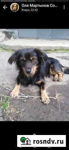 Собака Амурск - изображение 1