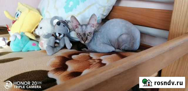 Канадский сфинкс Родниковская - изображение 1