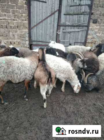 Продам ягнят Дубовское - изображение 1