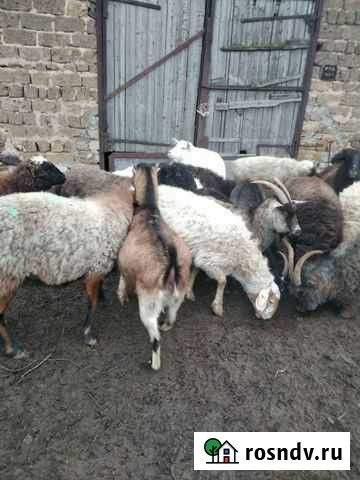 Продам ягнят Дубовское - изображение 1