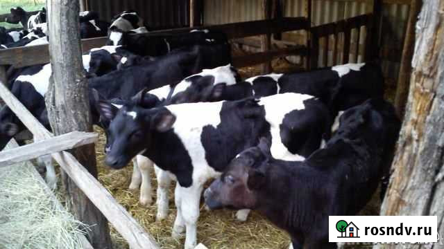 Породистые телята с доставкой Хотынец - изображение 1