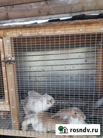 Продам кроликов Дубна - изображение 1