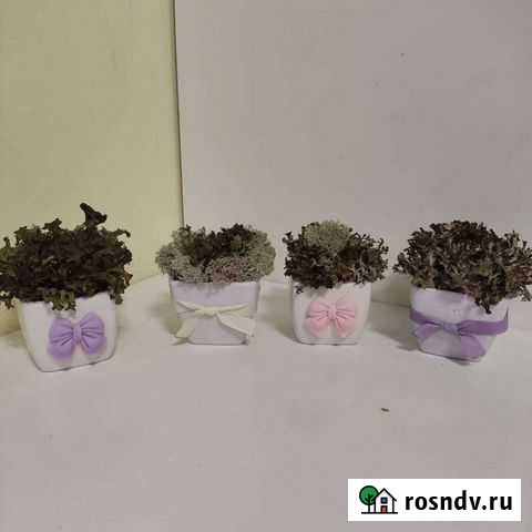 Кашпо с шапкой живого мха Ростов-на-Дону - изображение 1