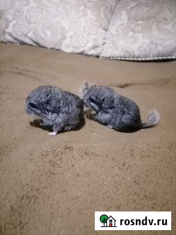 Шиншилла Воронеж - изображение 1