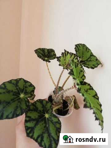 Бегония тигровая Псков - изображение 1