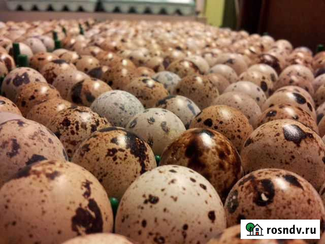 Инкубационное яйцо перепелов Рязань - изображение 1