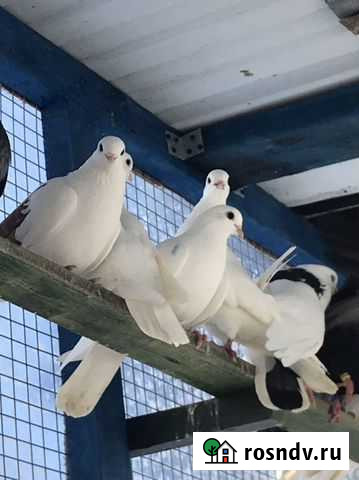 Бугульма белая Горки-10 - изображение 1