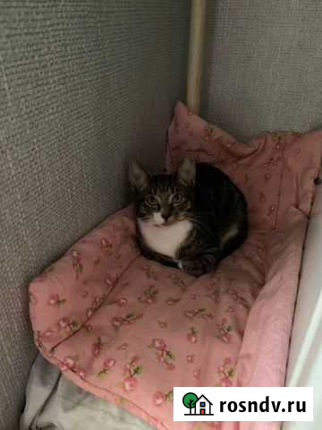 Котята в добрые руки мальчики Подольск - изображение 1