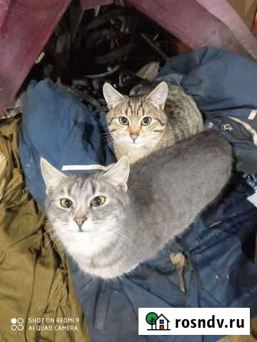 Коты- подростки Курск - изображение 1