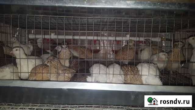 Перепела Самара - изображение 1