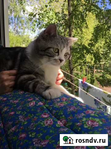 Вязка с чистокровным шотландцем Саратов - изображение 1