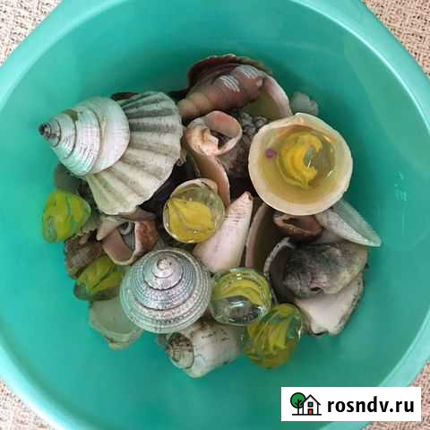 Ракушки для декора аквариума Юрга - изображение 1