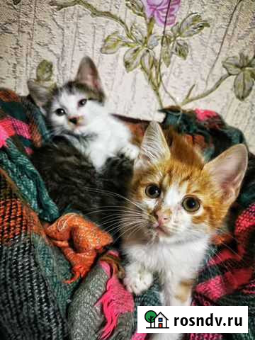 Котята в добрые руки бесплатно Рязань - изображение 1