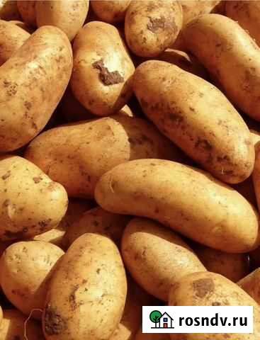 Картофель Тобольск - изображение 1