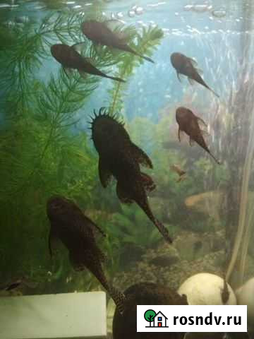 Сомики -анциструсы от Севастополь - изображение 1