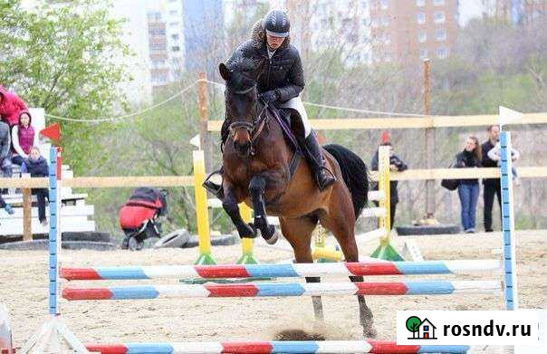 Аренда лошади Хабаровск - изображение 1