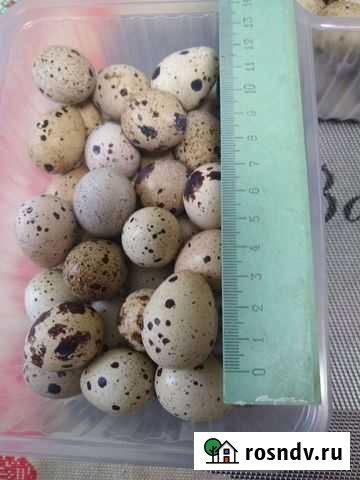 Домашние перепелиные яички Жуковский - изображение 1