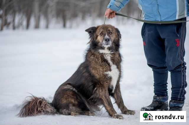 Собаки бесплатно Чехов - изображение 1