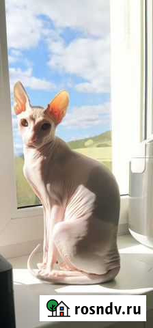 Донской сфинкс вязка Вилючинск - изображение 1