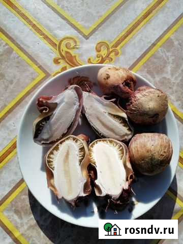 Весёлка Белгород - изображение 1