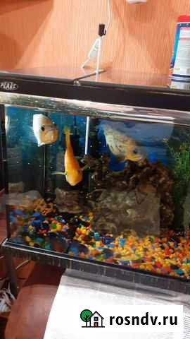 Аквариум с рыбками Павловская Слобода - изображение 1