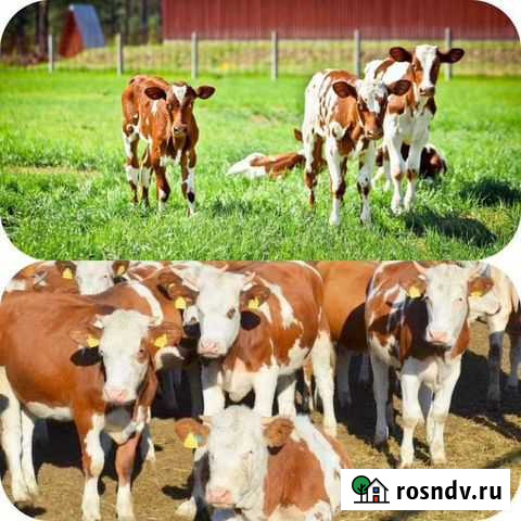 Тёлочки Ачинск - изображение 1