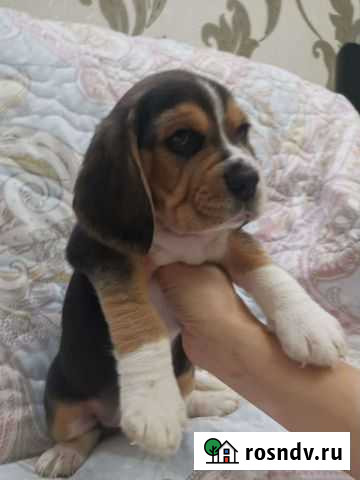 Бигль девочка имеет документы РКФ Новороссийск - изображение 1