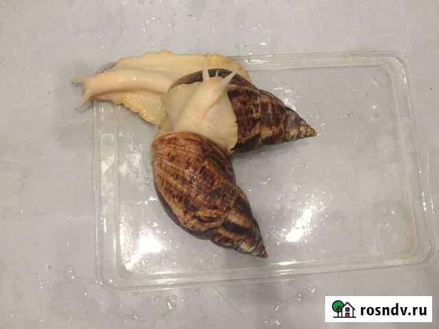 Улитки Владимир - изображение 1