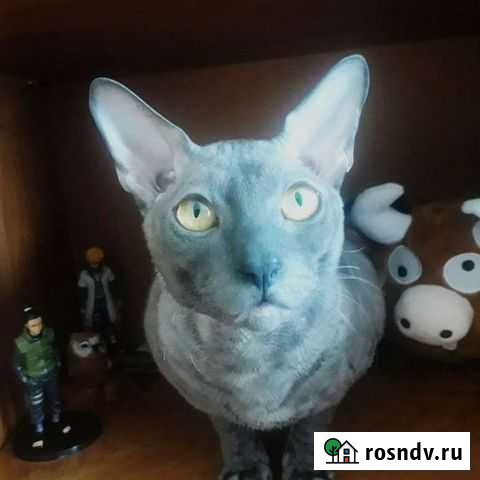 Корниш рекс вязка Балабаново - изображение 1