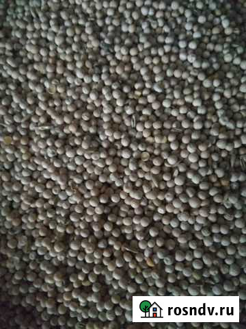 Реализуем горох 500 тн Черепаново - изображение 1