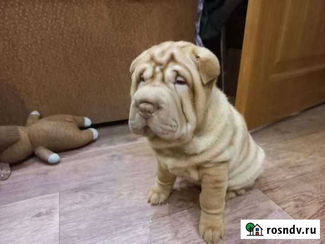 Щенки шарпея Бабаево - изображение 1