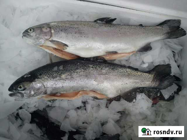 Форель радужная охлажденная Дубна - изображение 1