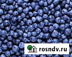 Черника Абакан - изображение 1