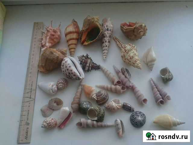 Ракушки морские Наро-Фоминск - изображение 1