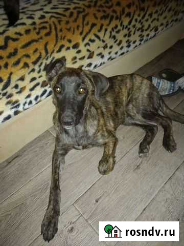 Собака в добрые руки Камышин - изображение 1