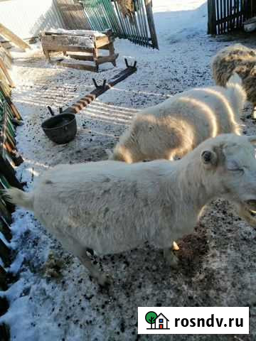 Коза дойная Кармаскалы - изображение 1